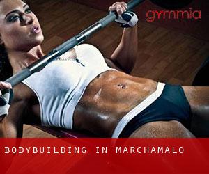 BodyBuilding in Marchamalo