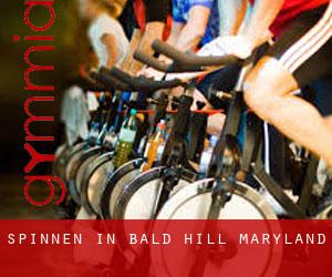 Spinnen in Bald Hill (Maryland)