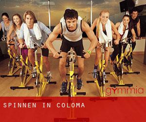 Spinnen in Coloma