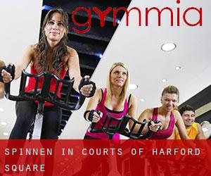 Spinnen in Courts of Harford Square