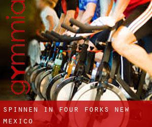 Spinnen in Four Forks (New Mexico)