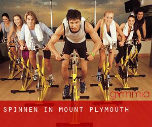 Spinnen in Mount Plymouth