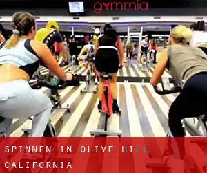 Spinnen in Olive Hill (California)