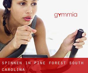 Spinnen in Pine Forest (South Carolina)