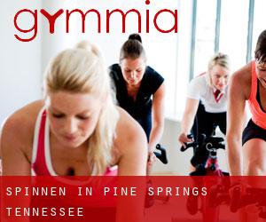 Spinnen in Pine Springs (Tennessee)