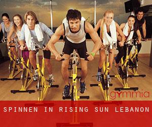 Spinnen in Rising Sun-Lebanon