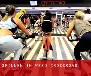 Spinnen in Weed Crossroad