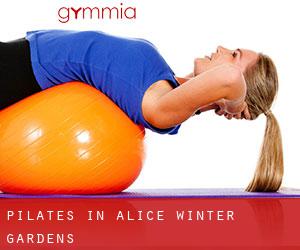 Pilates in Alice Winter Gardens