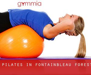 Pilates in Fontainbleau Forest